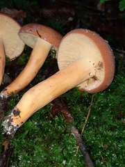 Lactifluus