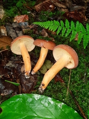 Lactifluus