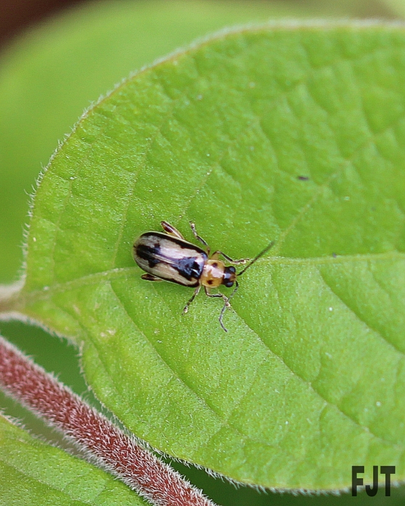 Systena undulata