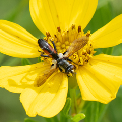 Cylindromyia interrupta