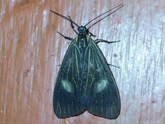 Dioptinae