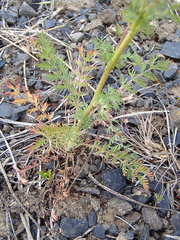 Sanguisorba occidentalis