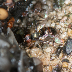 Rivellia flavimana