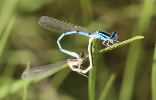 Familiar Bluet photographed in Kansas