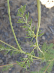 Sanguisorba occidentalis