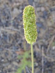 Sanguisorba occidentalis