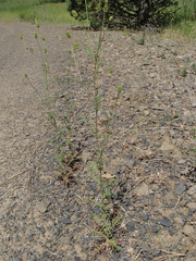 Sanguisorba occidentalis