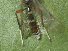 Ichneumonidae