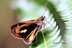 Pheraeus odilia odilia