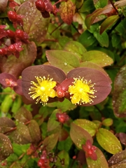 Hypericum