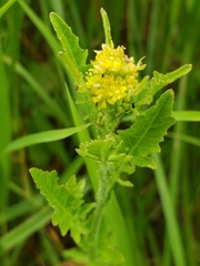 Rorippa hispida