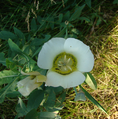Calochortus gunnisonii