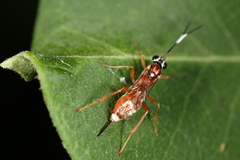 Diapetimorpha
