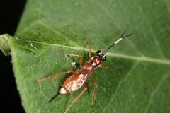 Diapetimorpha