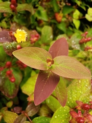Hypericum