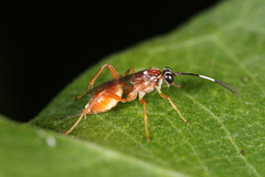 Diapetimorpha