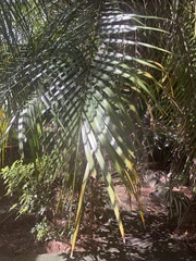 Dypsis lutescens