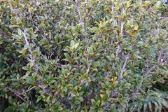 Coprosma pseudocuneata