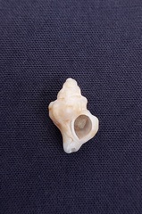 Siphonochelus syringianus