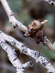 Disholcaspis pedunculoides