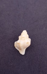 Siphonochelus syringianus