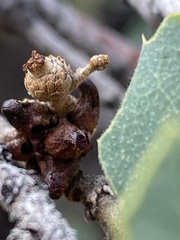 Disholcaspis pedunculoides