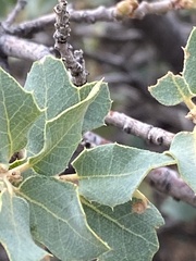 Disholcaspis pedunculoides