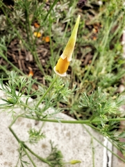 Eschscholzia californica
