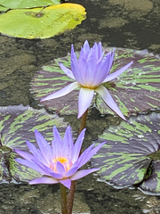 Nymphaea elegans