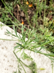 Eschscholzia californica