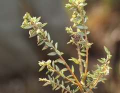Phylica parviflora