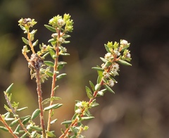 Phylica parviflora