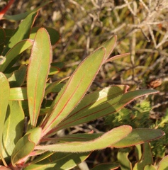 Protea susannae