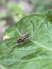 Cholomyia inaequipes