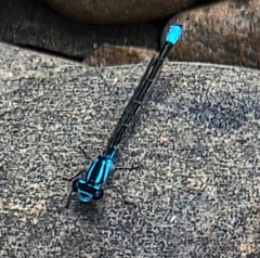 Enallagma geminatum