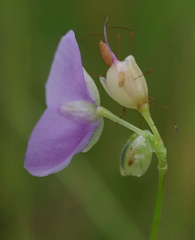 Murdannia gigantea
