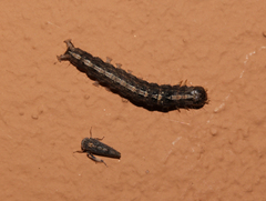 Pandesma
