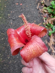 Hibiscus elatus