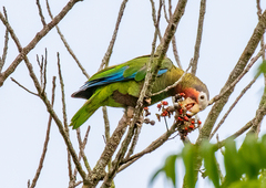 Amazona leucocephala
