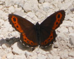 Erebia ligea