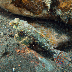 Synchiropus ocellatus