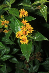 Calea bucaramangensis