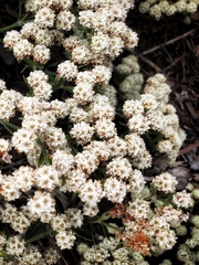Eriogonum