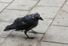 Corvus monedula