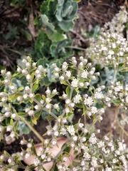 Eriogonum