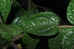 Calea bucaramangensis