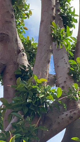 Ficus elastica observed 2022-07-04