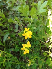 Lotus corniculatus