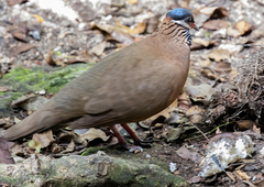 Starnoenas cyanocephala