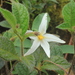 Lycianthes acutifolia - Photo (c) Apipa, alguns direitos reservados (CC BY-NC), uploaded by Apipa